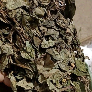 四川野生药用鱼腥草，高含量，足干，无杂，无霉