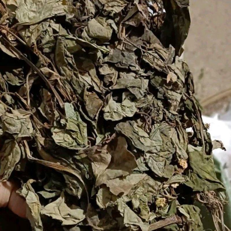 四川野生药用鱼腥草，高含量，足干，无杂，无霉