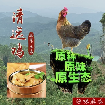 【正宗清远鸡】广东清远麻鸡农家散养走地鸡月子鸡老母