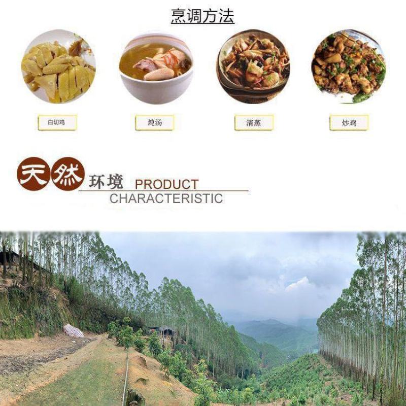 【正宗清远鸡】广东清远麻鸡农家散养走地鸡月子鸡老母