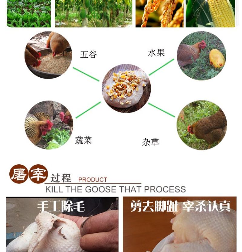 【正宗清远鸡】广东清远麻鸡农家散养走地鸡月子鸡老母