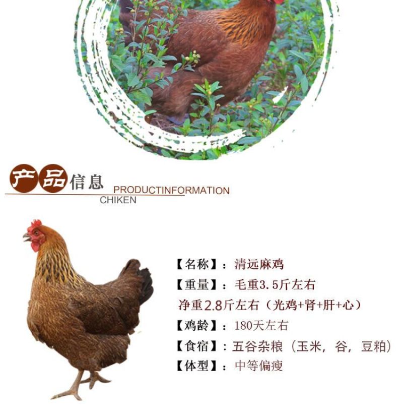 【正宗清远鸡】广东清远麻鸡农家散养走地鸡月子鸡老母
