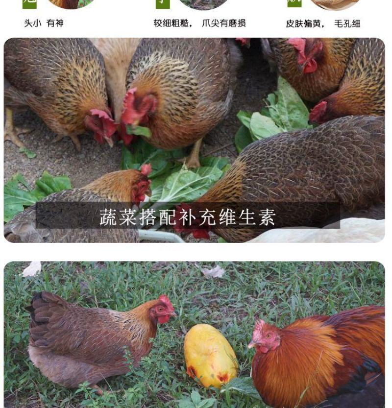 【正宗清远鸡】广东清远麻鸡农家散养走地鸡月子鸡老母