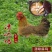 【正宗清远鸡】广东清远麻鸡农家散养走地鸡月子鸡老母