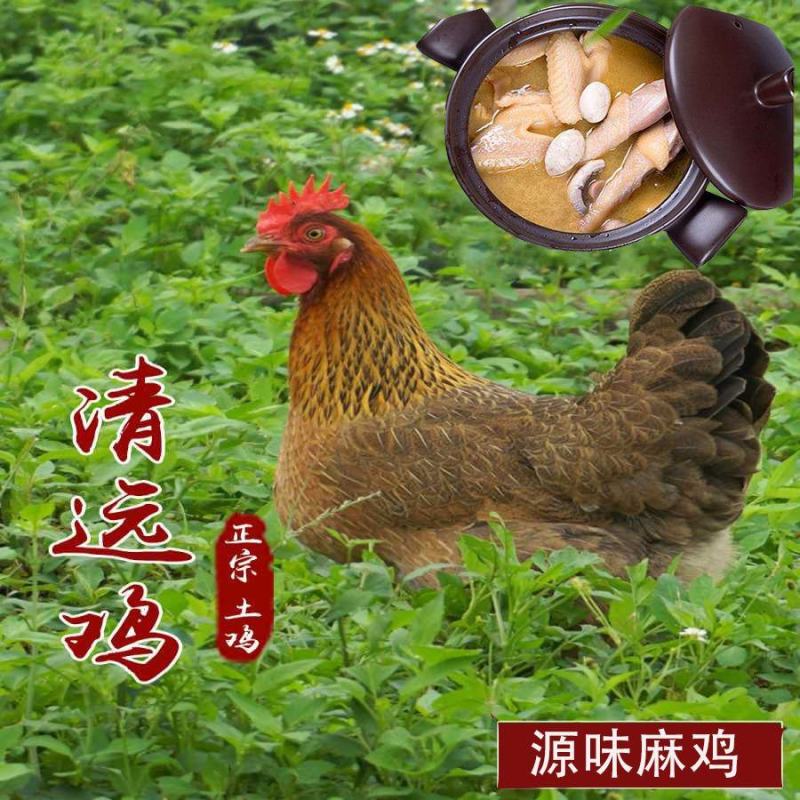 【正宗清远鸡】广东清远麻鸡农家散养走地鸡月子鸡老母