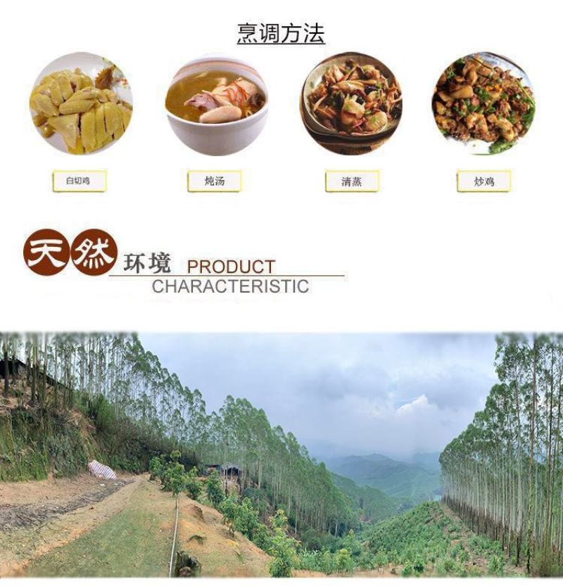 【正宗清远鸡】广东清远麻鸡农家散养走地鸡月子鸡老母