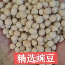 低价出售精选白豌豆，大颗粒中颗粒
