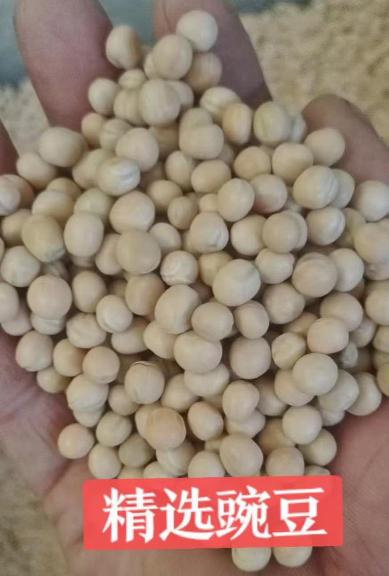 低价出售精选白豌豆，大颗粒中颗粒