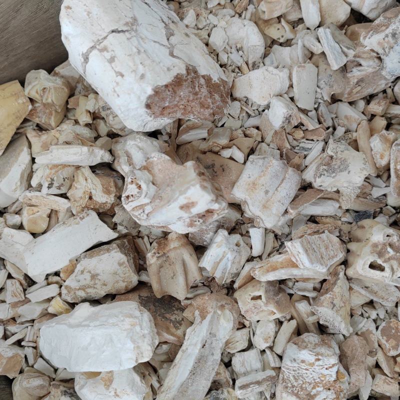 龙齿水洗纯净货500克一包十公斤包邮包过检正品龙齿
