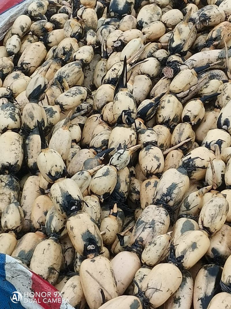 湖北莲藕鄂莲6号货源充足一手莲藕，对接全国，欢迎洽谈