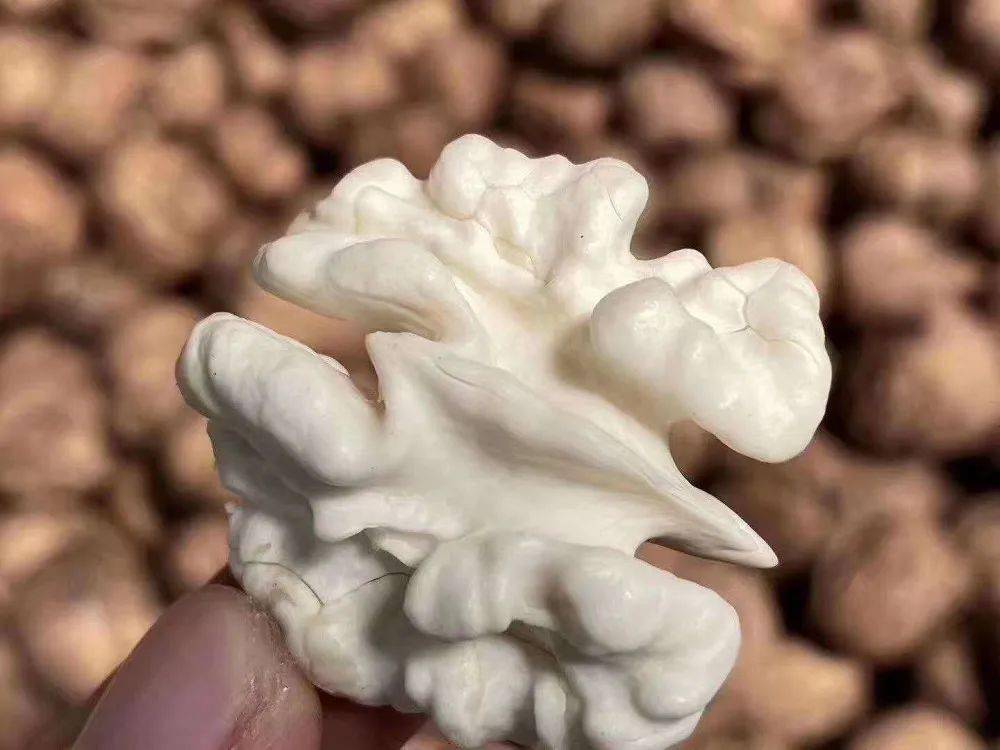 白狮子核桃品种外观展示