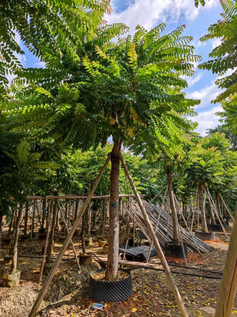 麻练假植苗批发骨架麻楝树苗