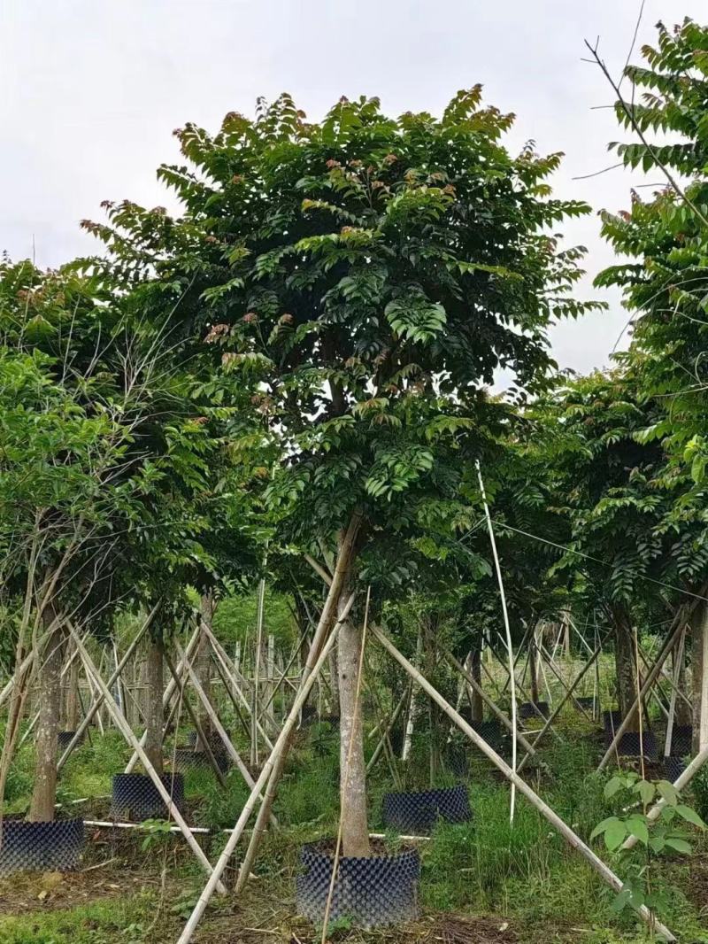 麻练假植苗批发骨架麻楝树苗