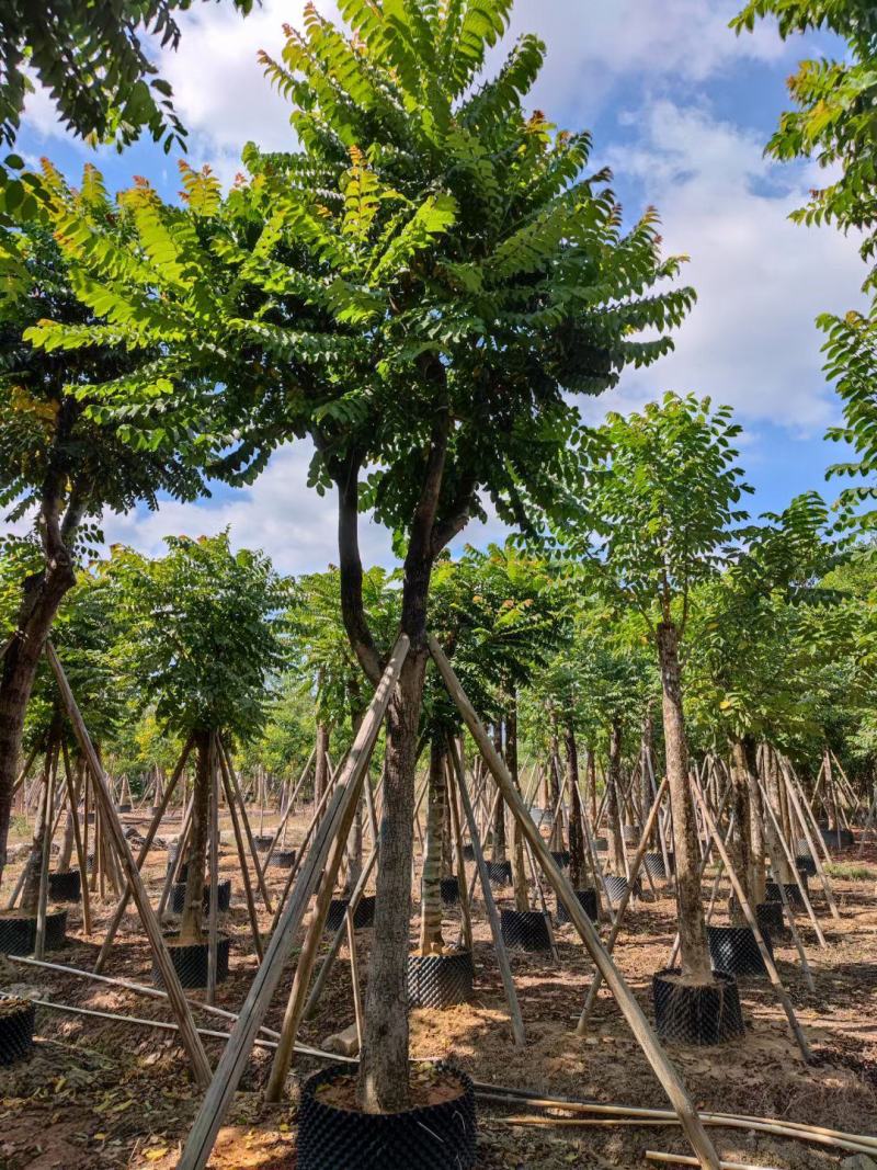 麻练假植苗批发骨架麻楝树苗