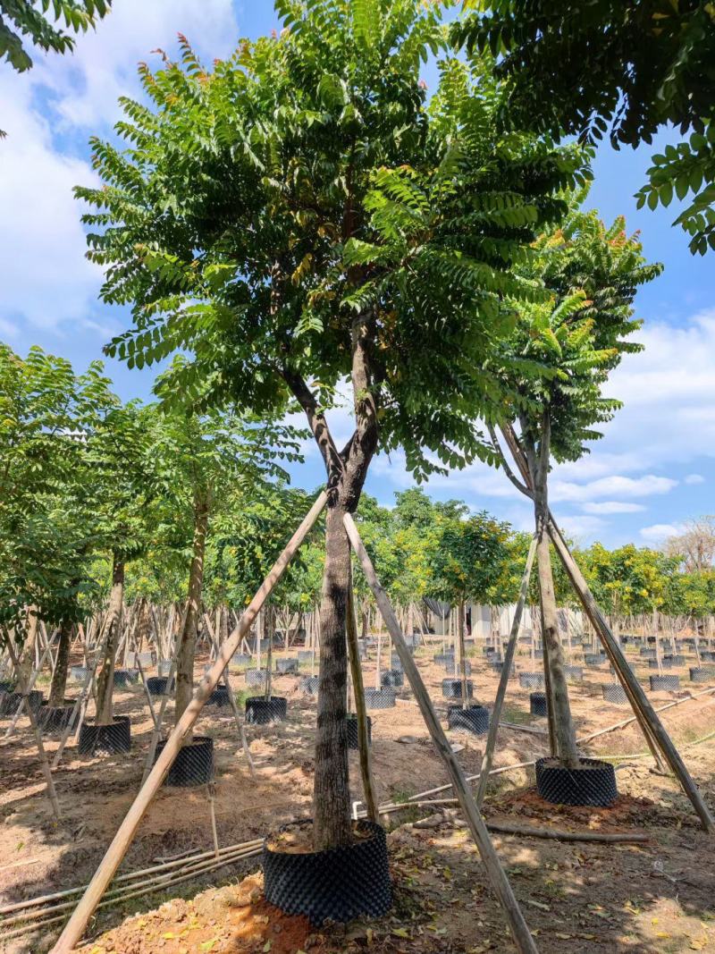 麻练假植苗批发骨架麻楝树苗