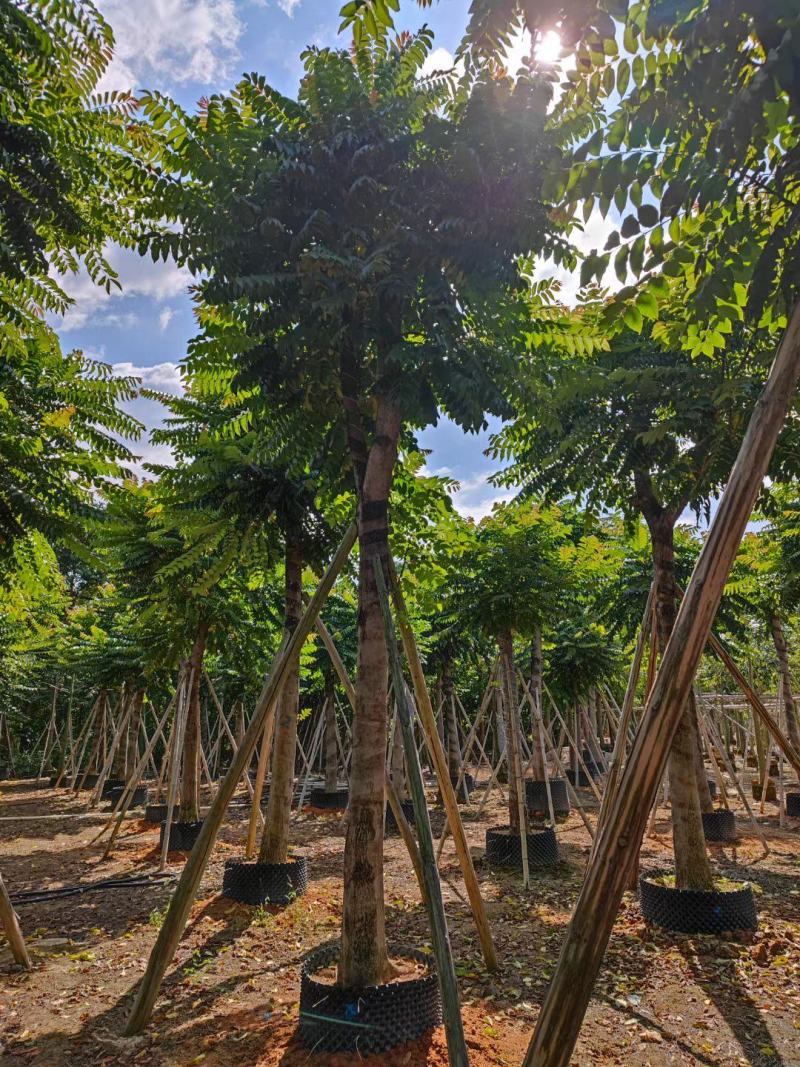 麻练假植苗批发骨架麻楝树苗