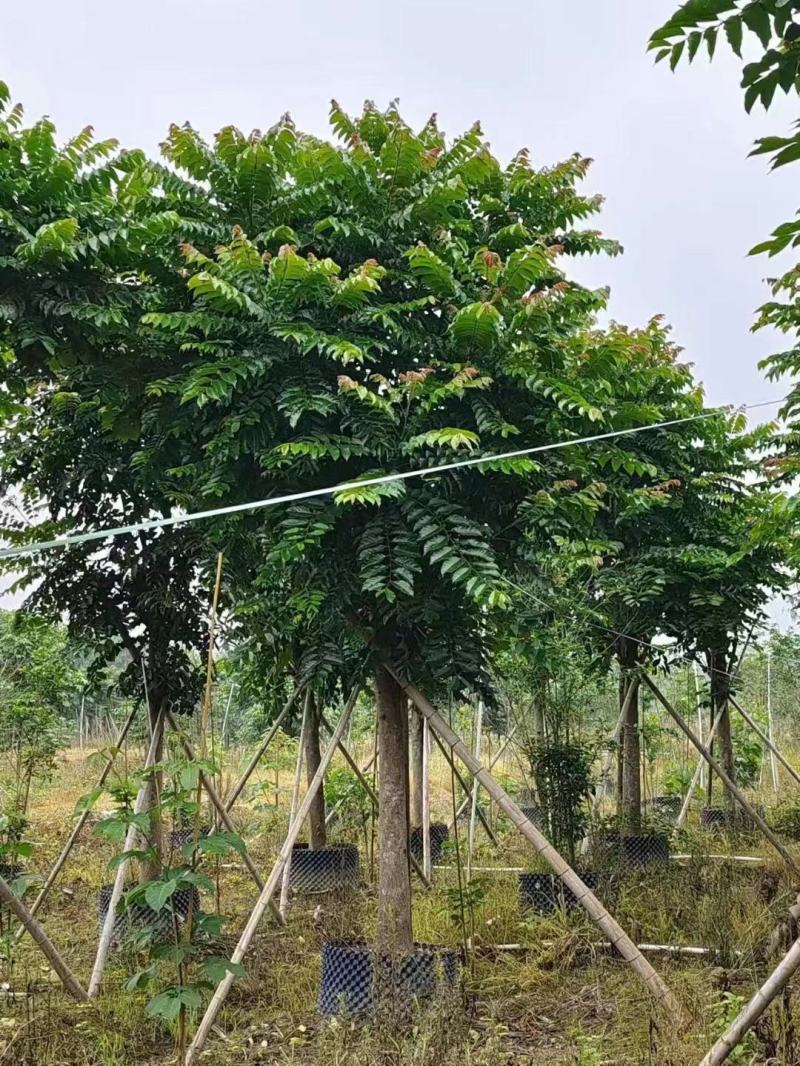 麻练假植苗批发骨架麻楝树苗