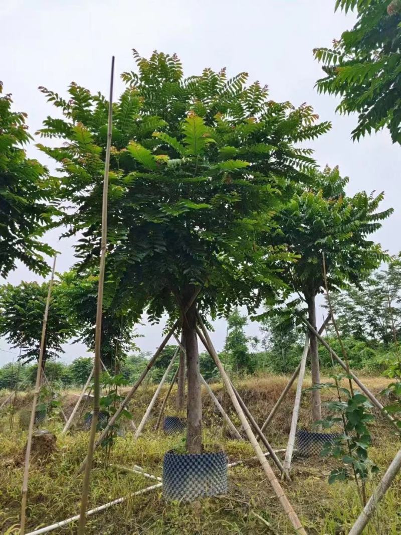 麻练假植苗批发骨架麻楝树苗