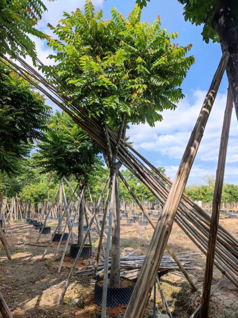 麻练假植苗批发骨架麻楝树苗