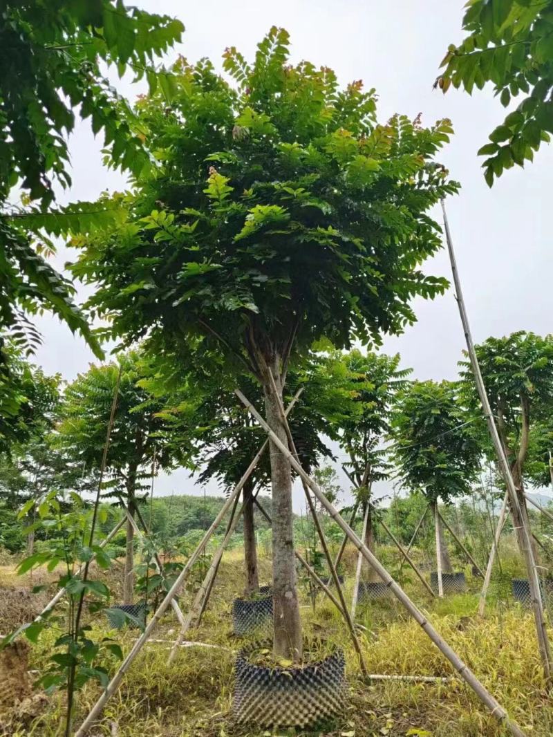 麻练假植苗批发骨架麻楝树苗