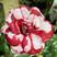 精品玫瑰种苗老桩10元三棵包邮颜色品质多对版