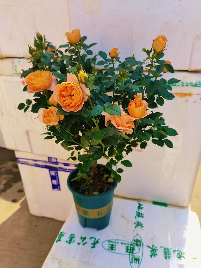 精品玫瑰种苗老桩10元三棵包邮颜色品质多对版
