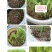正宗原装百绿大力士甜高粱种子牛羊饲用甜高粱牧草种子籽抗倒