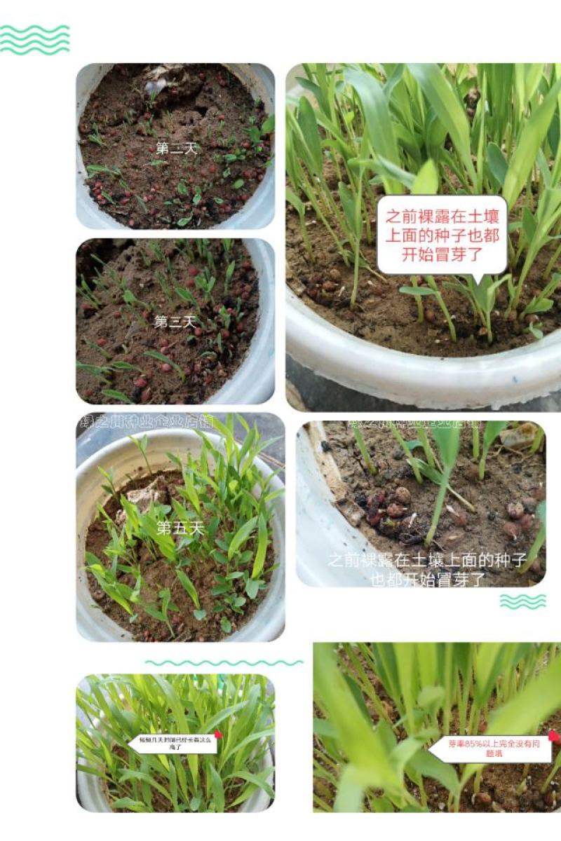 正宗原装百绿大力士甜高粱种子牛羊饲用甜高粱牧草种子籽抗倒