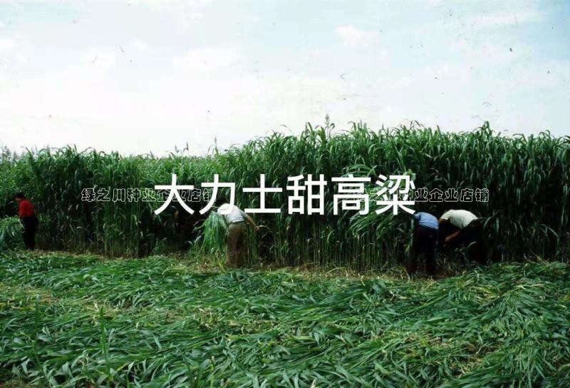 正宗原装百绿大力士甜高粱种子牛羊饲用甜高粱牧草种子籽抗倒