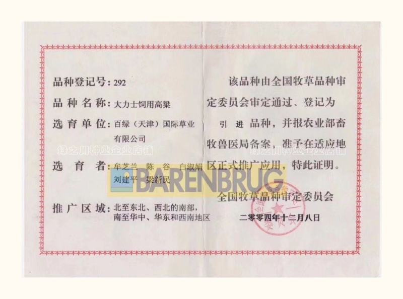 正宗原装百绿大力士甜高粱种子牛羊饲用甜高粱牧草种子籽抗倒