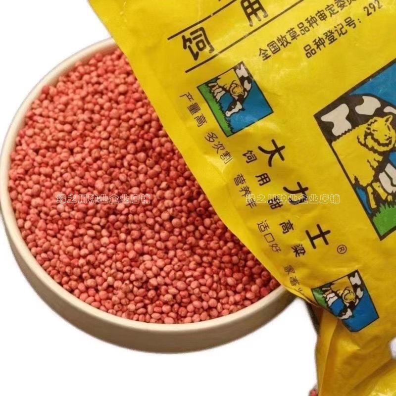 正宗原装百绿大力士甜高粱种子牛羊饲用甜高粱牧草种子籽抗倒