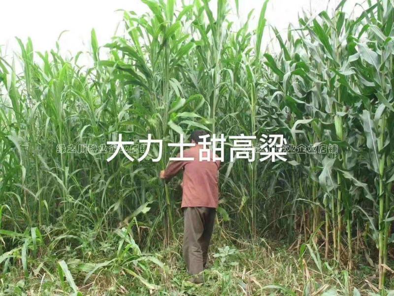 正宗原装百绿大力士甜高粱种子牛羊饲用甜高粱牧草种子籽抗倒