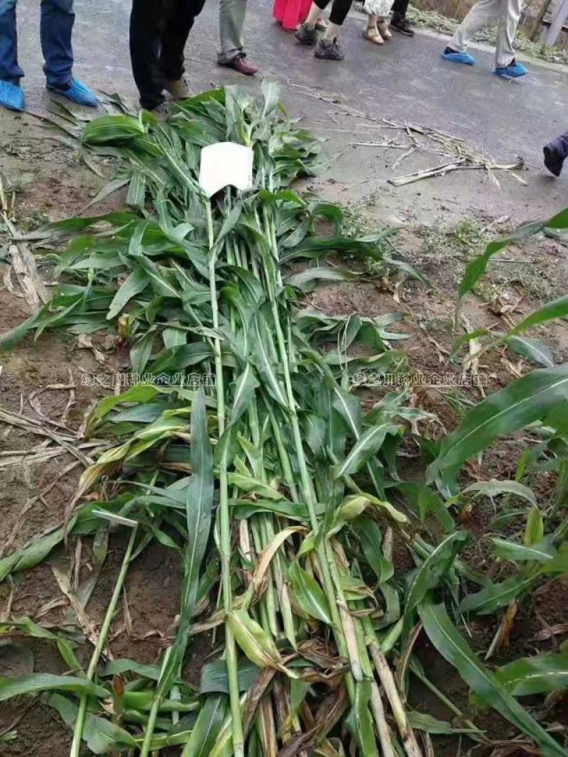 正宗原装百绿大力士甜高粱种子牛羊饲用甜高粱牧草种子籽抗倒