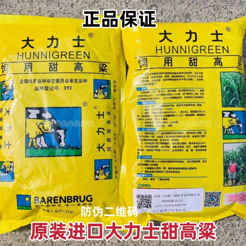 正宗原装百绿大力士甜高粱种子牛羊饲用甜高粱牧草种子籽抗倒
