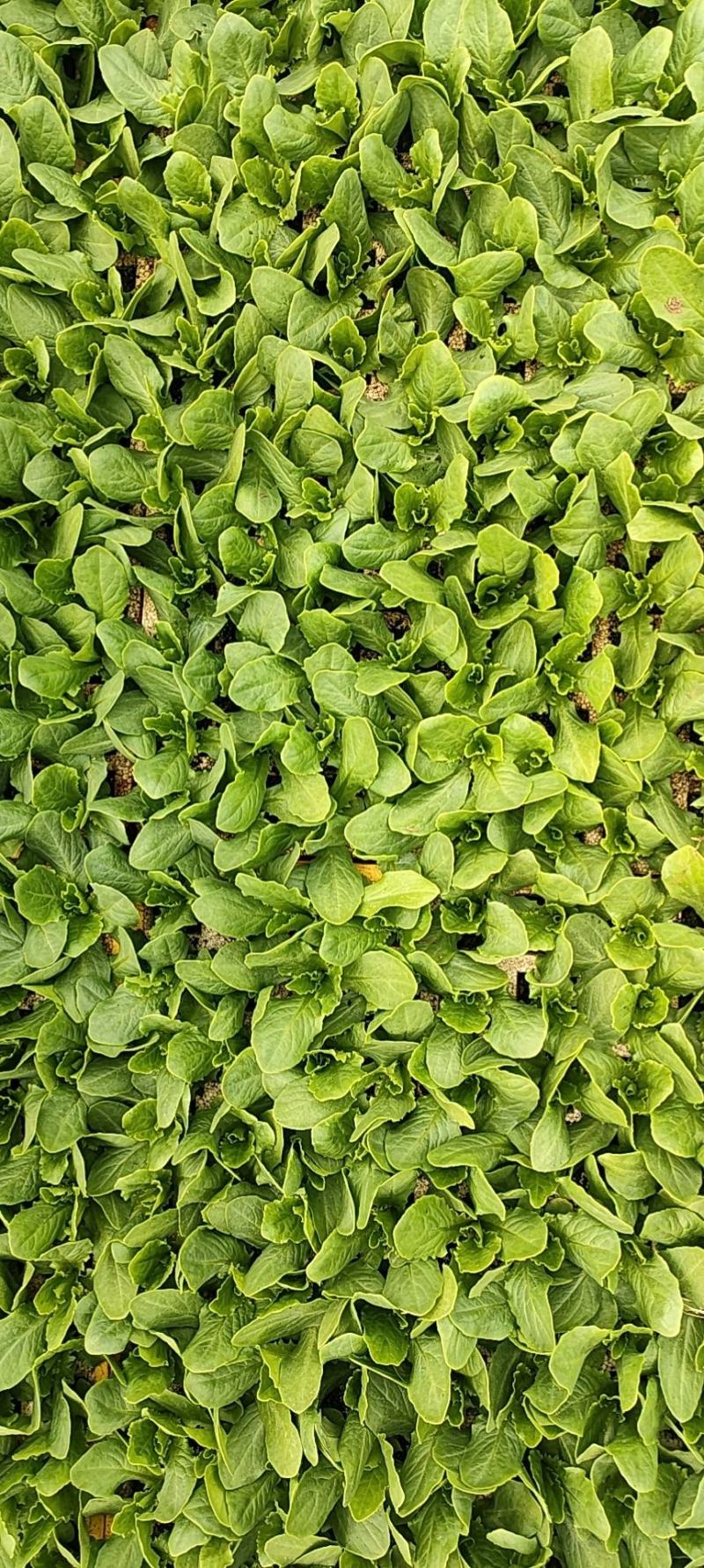 大百菜苗油麦菜苗意大利苗