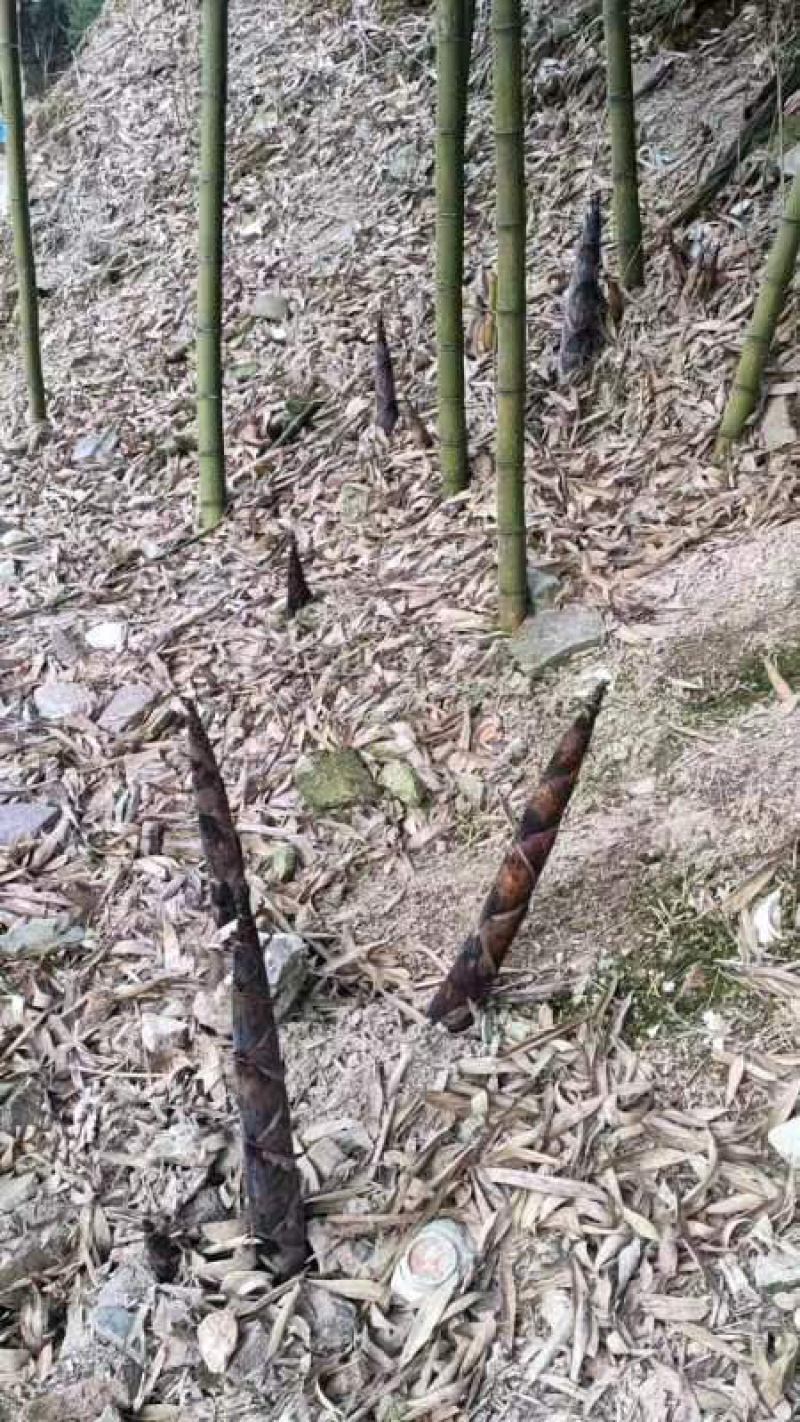福建漳州雷笋，产地一手货源，大量供应，可对接网购电商一件