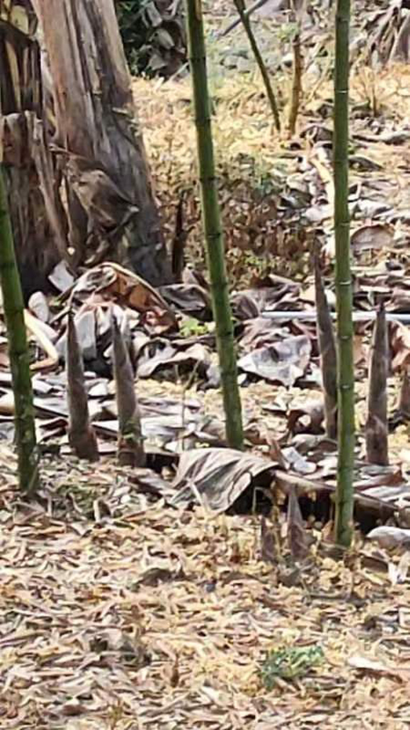 福建漳州雷笋，产地一手货源，大量供应，可对接网购电商一件