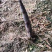 福建漳州雷笋，产地一手货源，大量供应，可对接网购电商一件