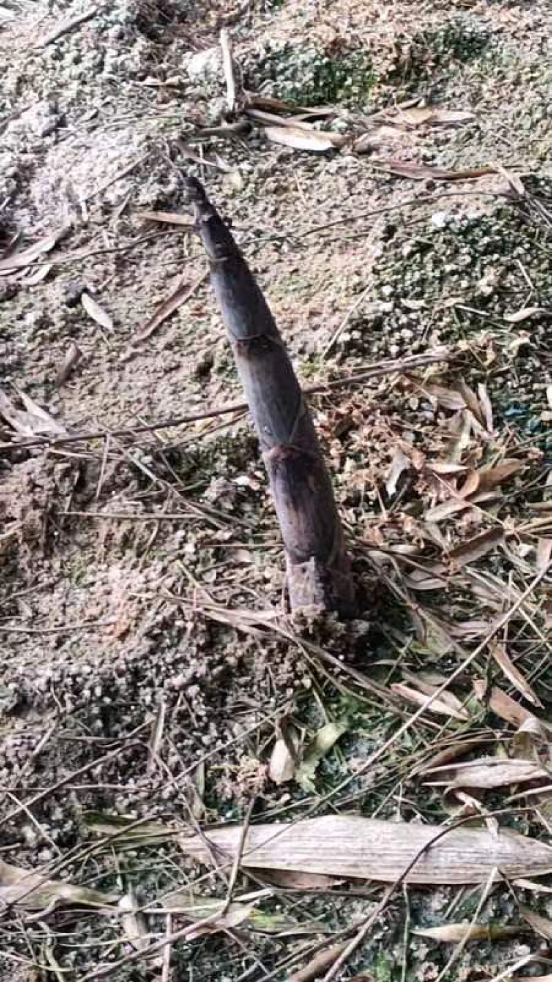 福建漳州雷笋，产地一手货源，大量供应，可对接网购电商一件