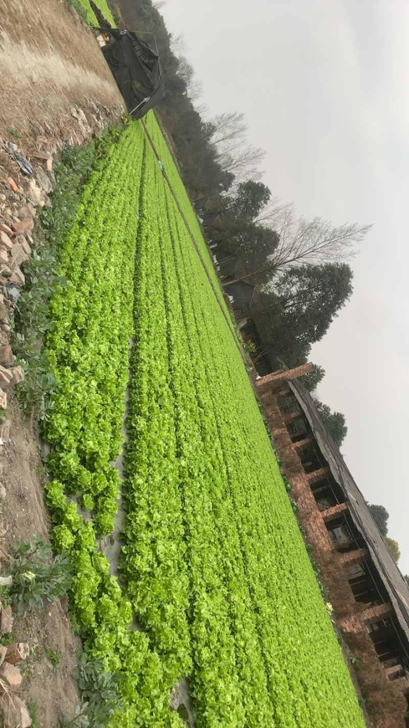 意大利精品生菜