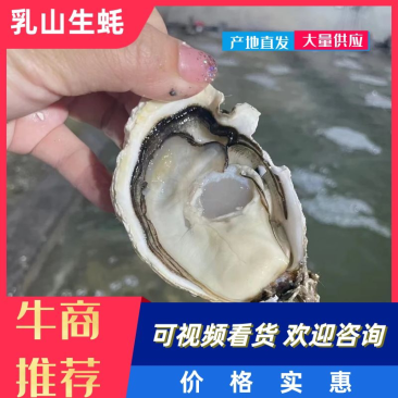 乳山生蚝：精品三倍体生蚝，承接整车团购散单