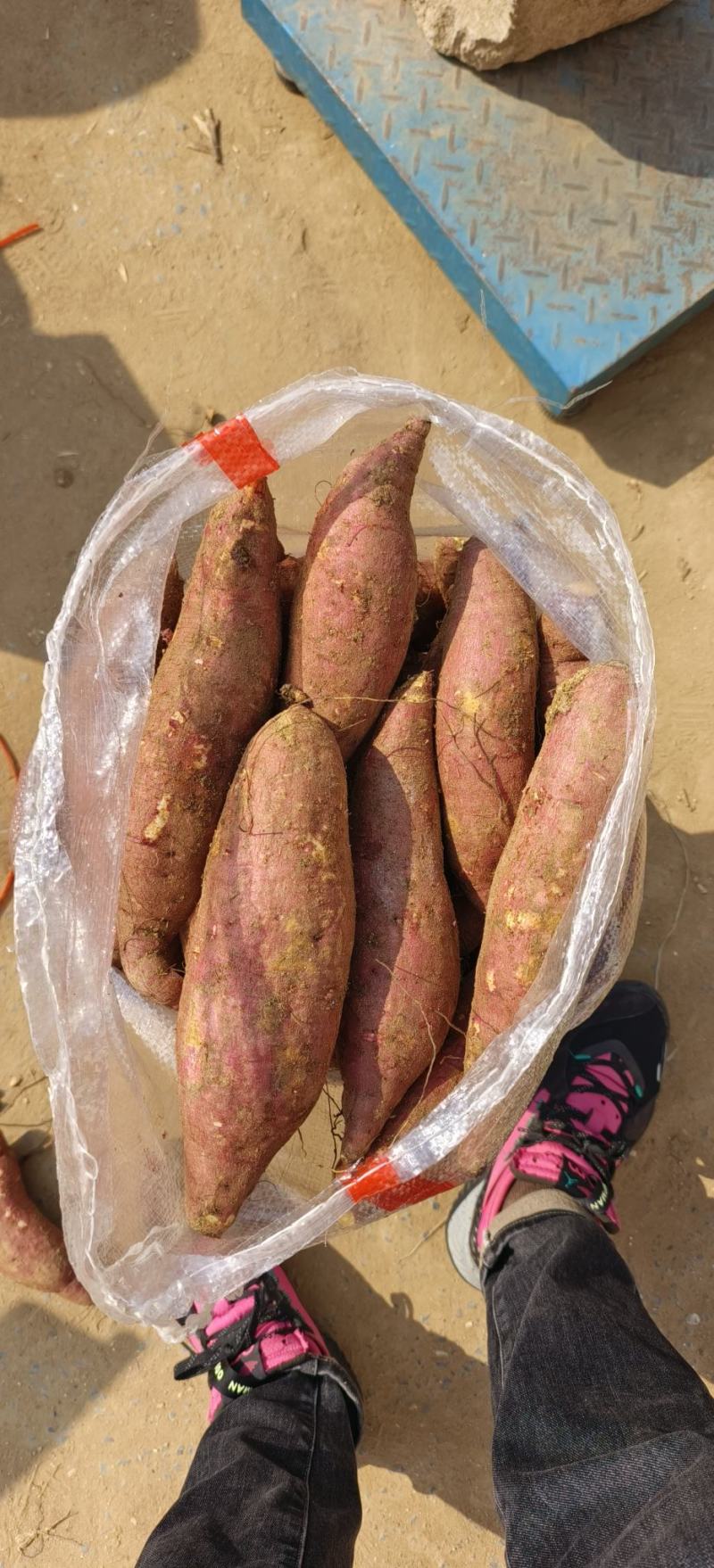 板栗薯济薯26红皮黄心电商平台山东临沂