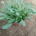 大花重瓣金鸡菊