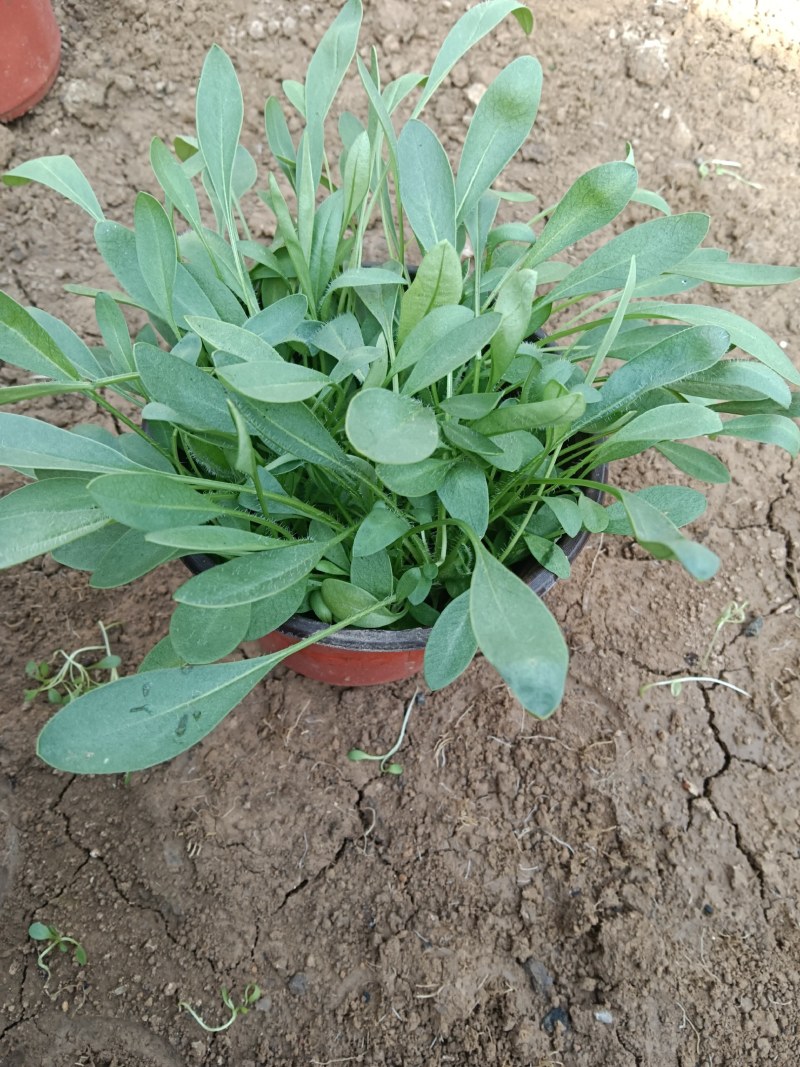 大花重瓣金鸡菊