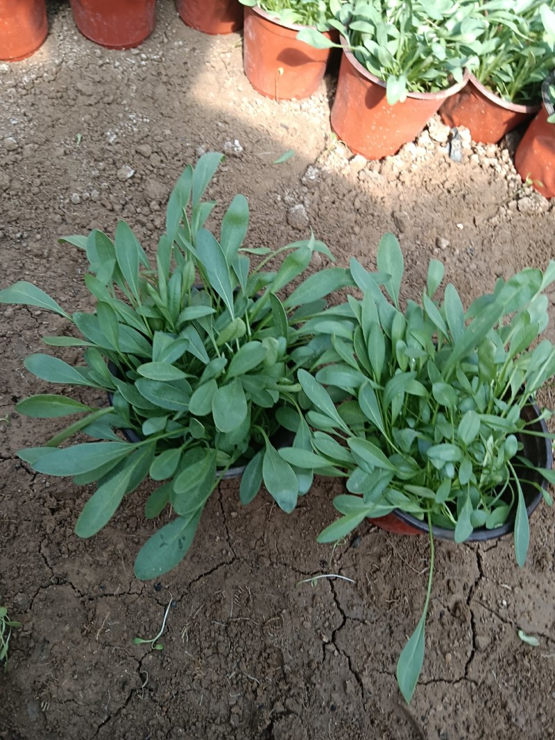 大花重瓣金鸡菊