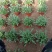 大花重瓣金鸡菊