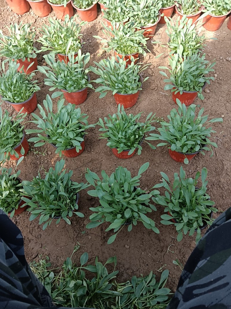 大花重瓣金鸡菊