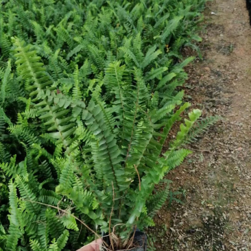 肾蕨适应性强，生长健壮，少有病虫害，管理简便粗放