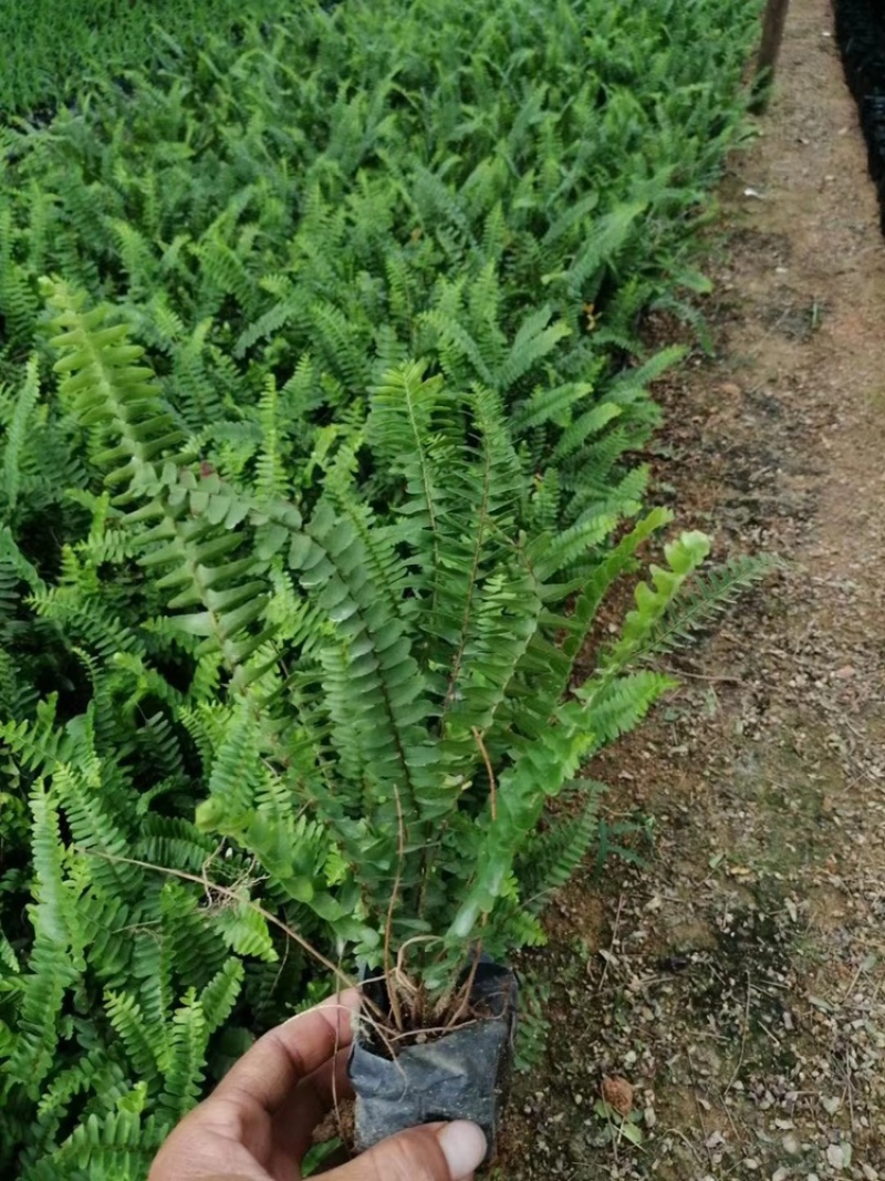 肾蕨适应性强，生长健壮，少有病虫害，管理简便粗放