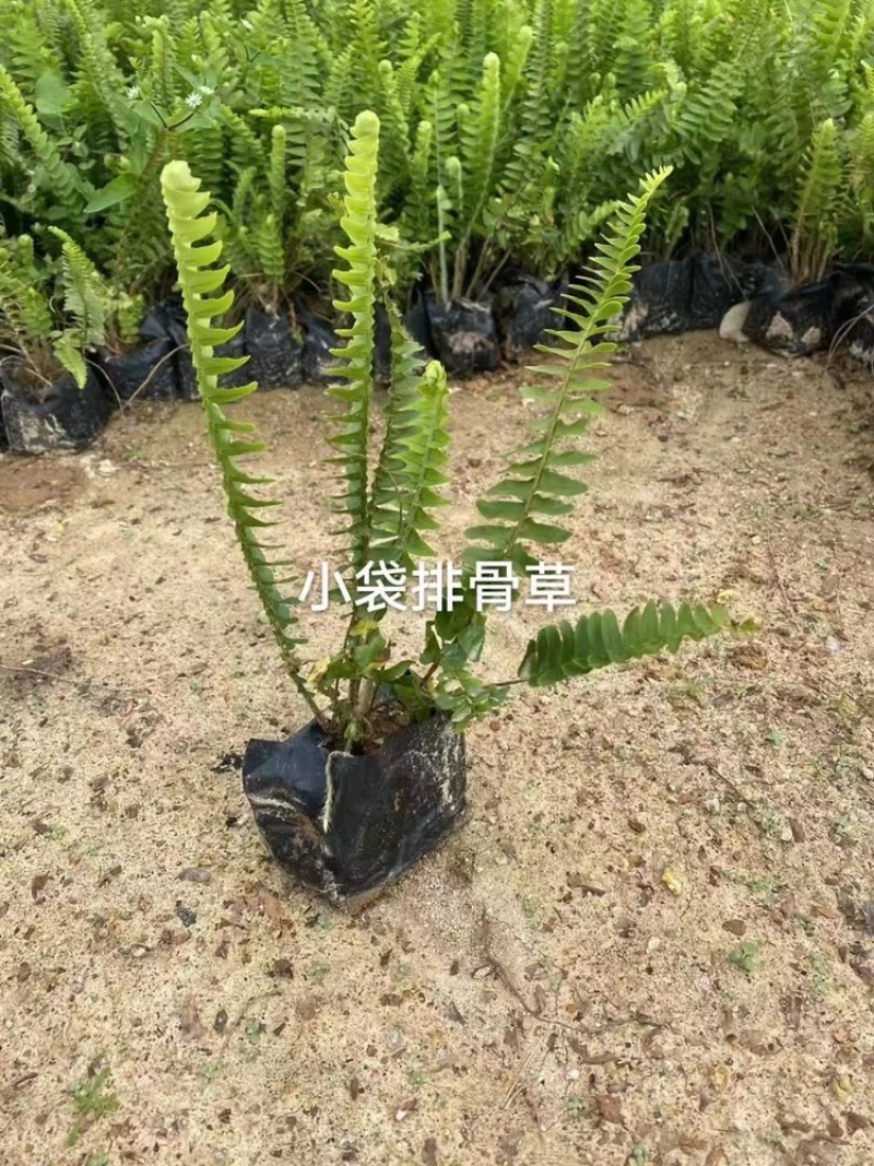 肾蕨适应性强，生长健壮，少有病虫害，管理简便粗放